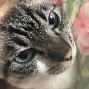 あこ