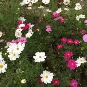 にゃんこの画像