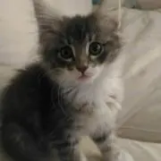 cotton