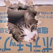 むぎねこの画像
