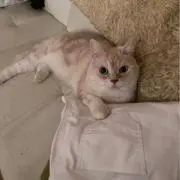 まーれての画像