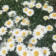 Risa 値下げ⭕️ ※プロフ必読の画像