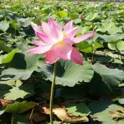 くみこの画像