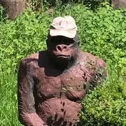 ごりらの画像