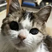 りんこ