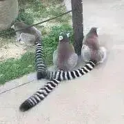 わお＊