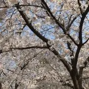 サンジの画像