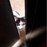 うしねこの画像