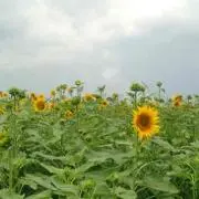 amurahmkの画像