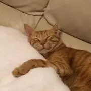 nek_05