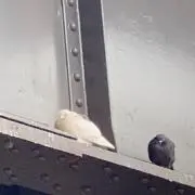 ムロの画像