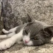 かぶの画像