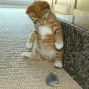 ねこのしっぽの画像
