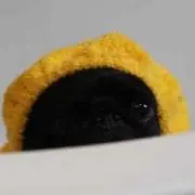 さてぃこの画像