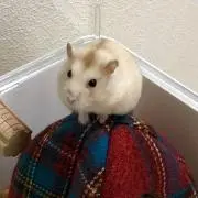 はむ工場の画像
