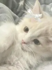 かきの画像