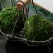 やなやなちゃん