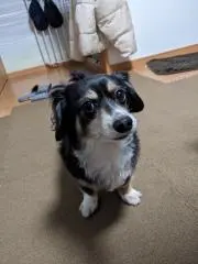 コロママの画像