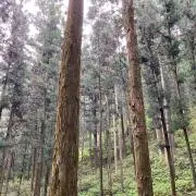 lilyuttyの画像