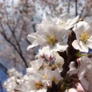Sakuraの画像