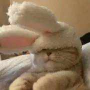 ななめの画像