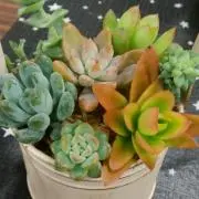 handmade♡Sの画像