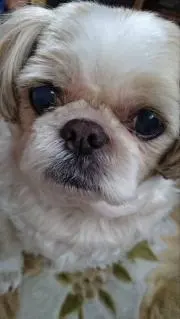 ちっぷの画像