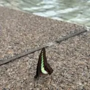 en