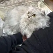 ふかふかの画像