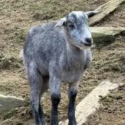 tayuの画像