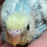 澪