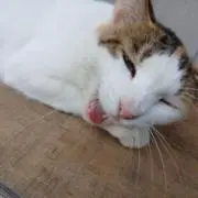 こまった猫の画像