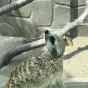 ハリネズミの画像