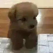 チョコ★
