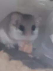 やまねの画像
