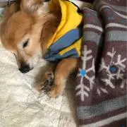 ペコ丸の画像