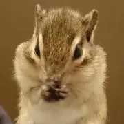 エンダの画像