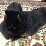 はちゅこの画像
