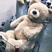 ウモの画像