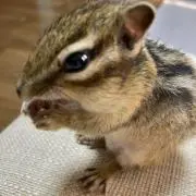 リスのすーさんの画像