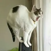 reiの画像