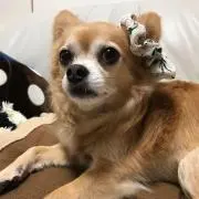もこ⭐️わんこ関連商品SALE中の画像