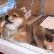 Nbの画像