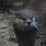 川の画像
