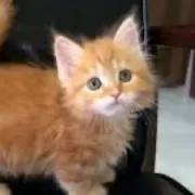 りなこの画像