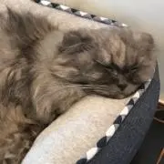 はけの画像