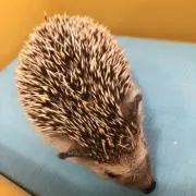 ちーちゃんの画像