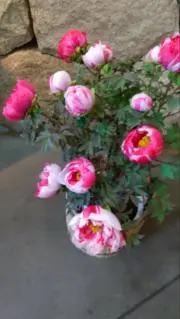 mikomikoの画像