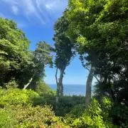 Ameliの画像