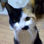 ミモザの画像
